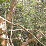 Niger Delta conservation area_red colobus monkey