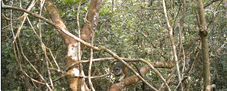 Niger Delta conservation area_red colobus monkey