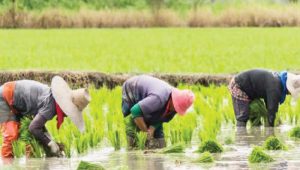 Rice-farmers-at-work