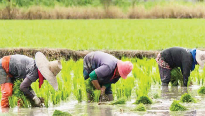 Rice-farmers-at-work